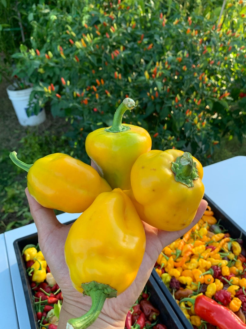 Orange Lesya Pepper Seeds Etsy