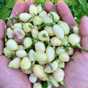 Snow White Habanero Pepper Seeds