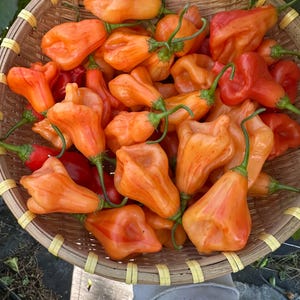 Zebrange Pepper Seeds
