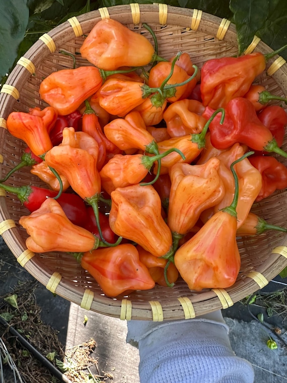 Zebrange Pepper Seeds - Etsy Canada