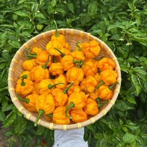 Trinidad Moruga Scorpion Yellow Pepper Seeds