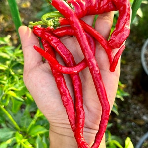 Buena Mulata x Thunder Mountain Longhorn Pepper Seeds