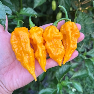 Fatalii Yellow Pepper Seeds
