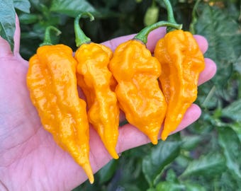 Fatalii Yellow Pepper Seeds
