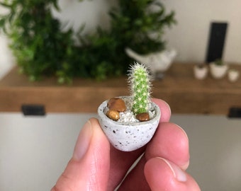 Cactus Kit Etsy