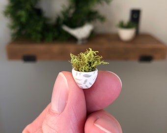 Cactus Planter Pot Etsy