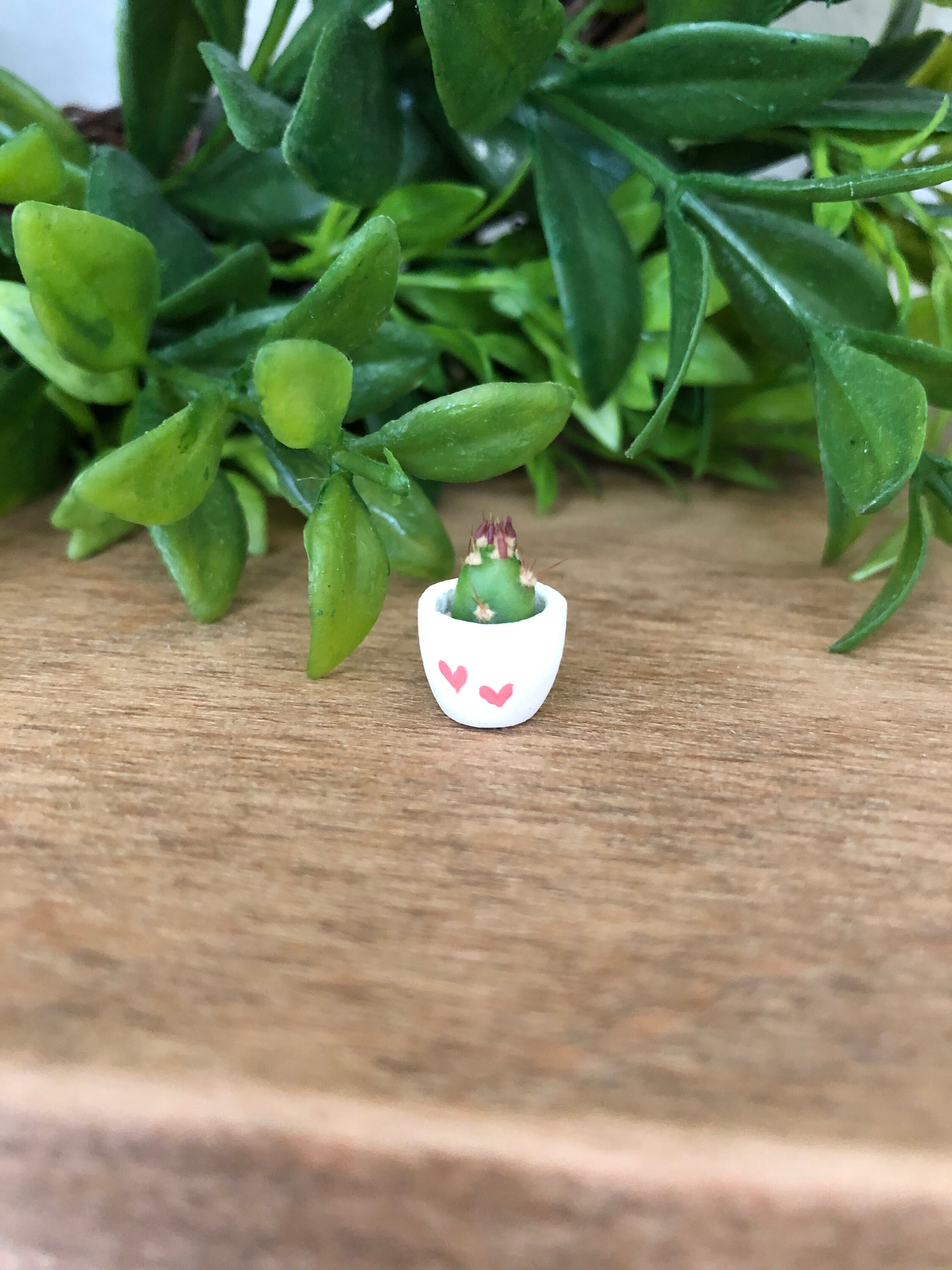 For the Love / DIY Cactus Gift Set / Cactus Planter / Mothers | Etsy