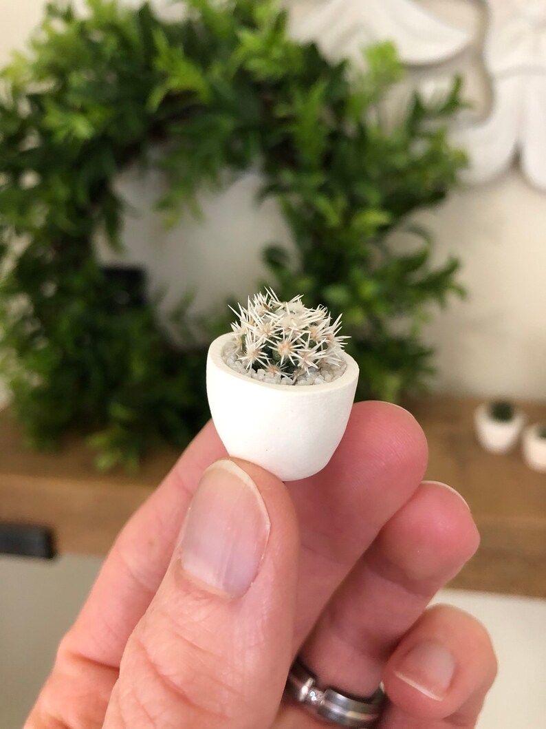 NEW POTS Micro Cactus / Mini Cactus Plant / Tiny Cactus ...