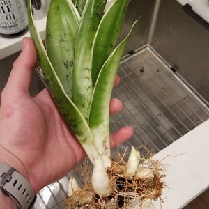 night owl sansevieria height night owl sansevieria height