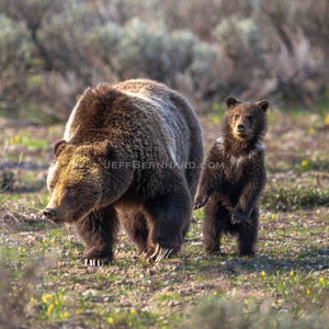 Grizzly Bear 399 with COY 2023 Limited Edition Photo