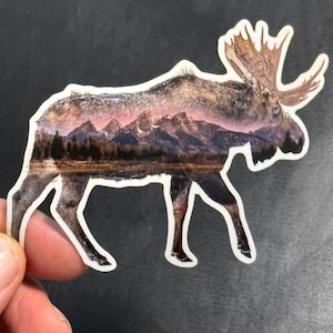 Bull Moose in Grand Teton National Park Jackson Hole Wyoming Sticker or Magnet