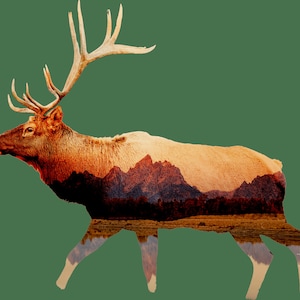 Elk in Grand Teton National Park Sticker