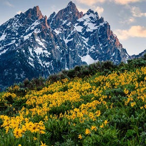 May include: A scenic landscape featuring a mountain range with snow-capped peaks under a partly cloudy sky. A vibrant field of yellow wildflowers blankets the foreground, creating a contrast with the rugged mountain backdrop.