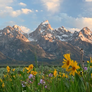 Wildflowers in Grand Teton National Park Folding Card and Print
