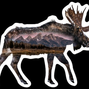 Bull Moose in Grand Teton National Park Jackson Hole Wyoming Sticker or Magnet