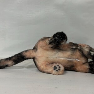 May include: A plush toy of a brown and black cat lying on its back with its paws in the air. The cat has a white patch on its chest and a zipper on its back.