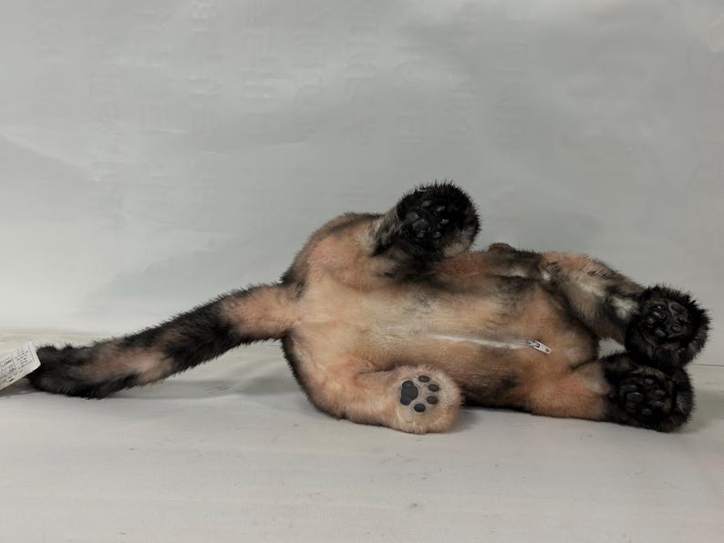 May include: A plush toy of a brown and black cat lying on its back with its paws in the air. The cat has a white patch on its chest and a zipper on its back.