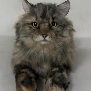 American Tabby Cat Longhair-Chongker Handmade Simulated Plush Realistic Plush Companion Gift for Cat lovers Mother's Day Gift MADE to ORDER