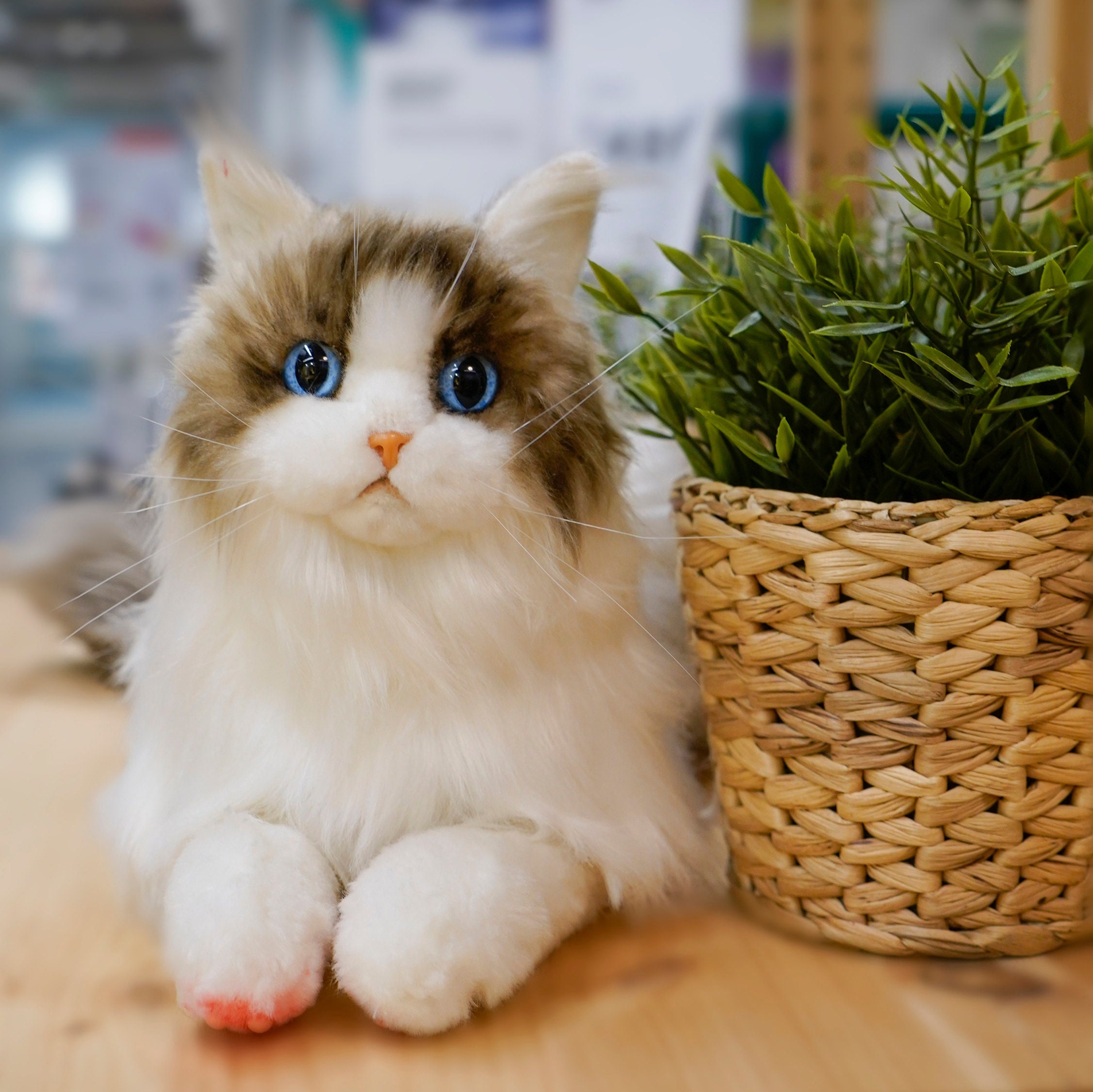 18 photos de chats au pelage si moelleux qu'on les confondrait avec des  peluches