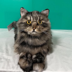 Könnte beinhalten: Nahaufnahme eines grau-braunen Tabby-Katers mit gelben Augen. Die Katze liegt mit gekreuzten Pfoten vor sich. Die Katze schaut direkt in die Kamera.