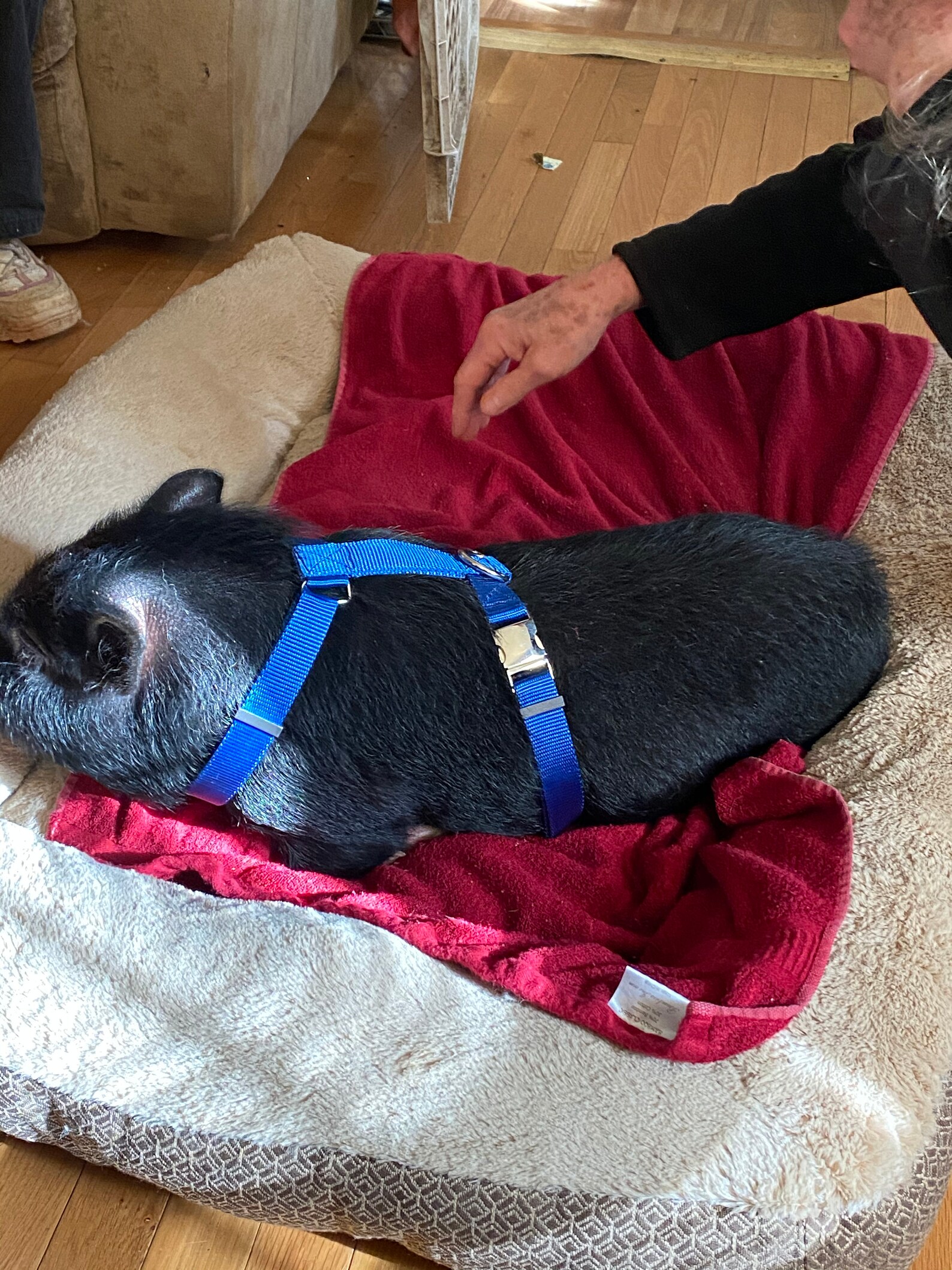 Newly Designed Pig/hog Harness Longer Backstrap With Leash Etsy