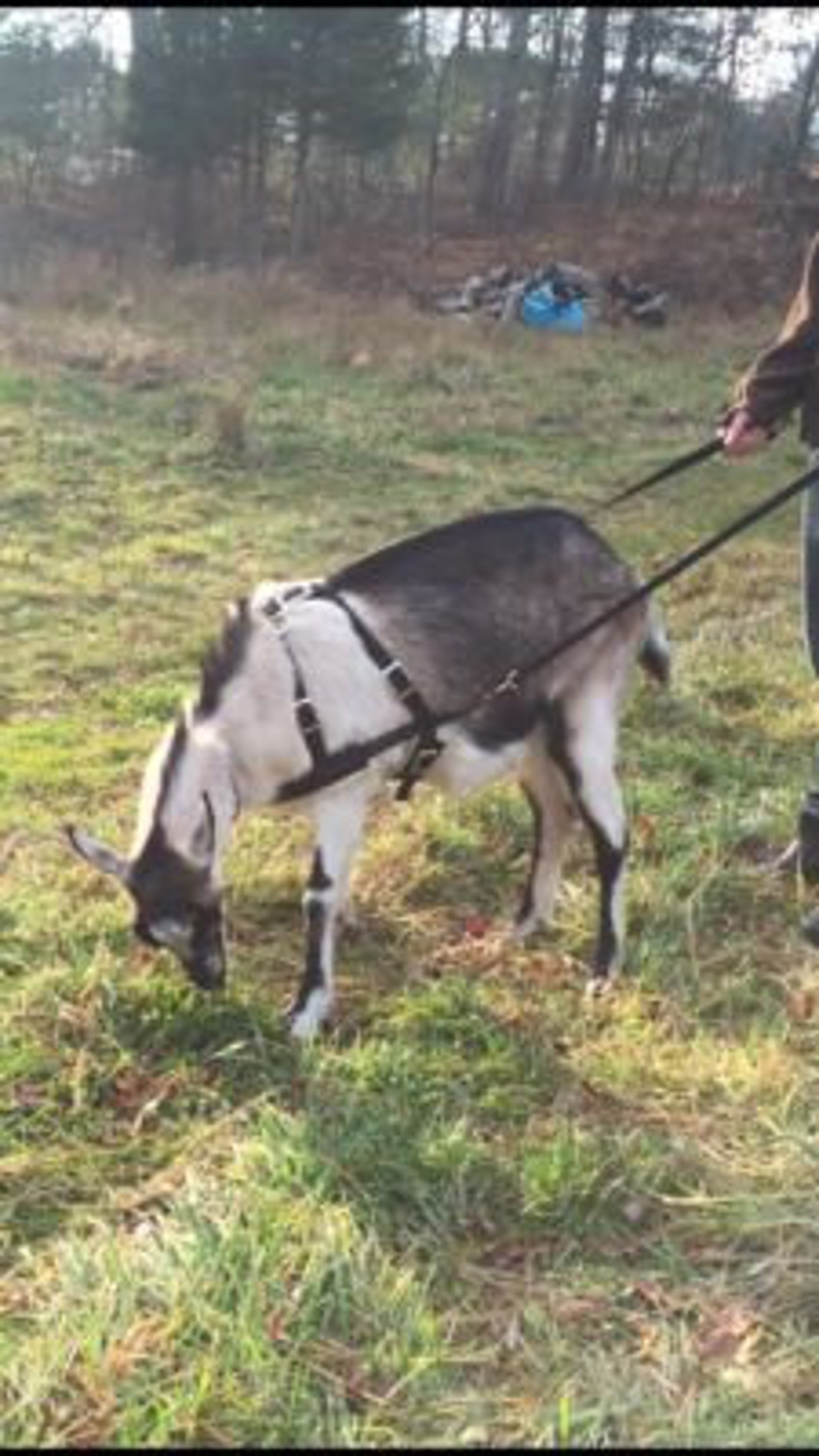 Carter Pet Supply Goat Pulling Harness USA Made Heavy Duty Etsy