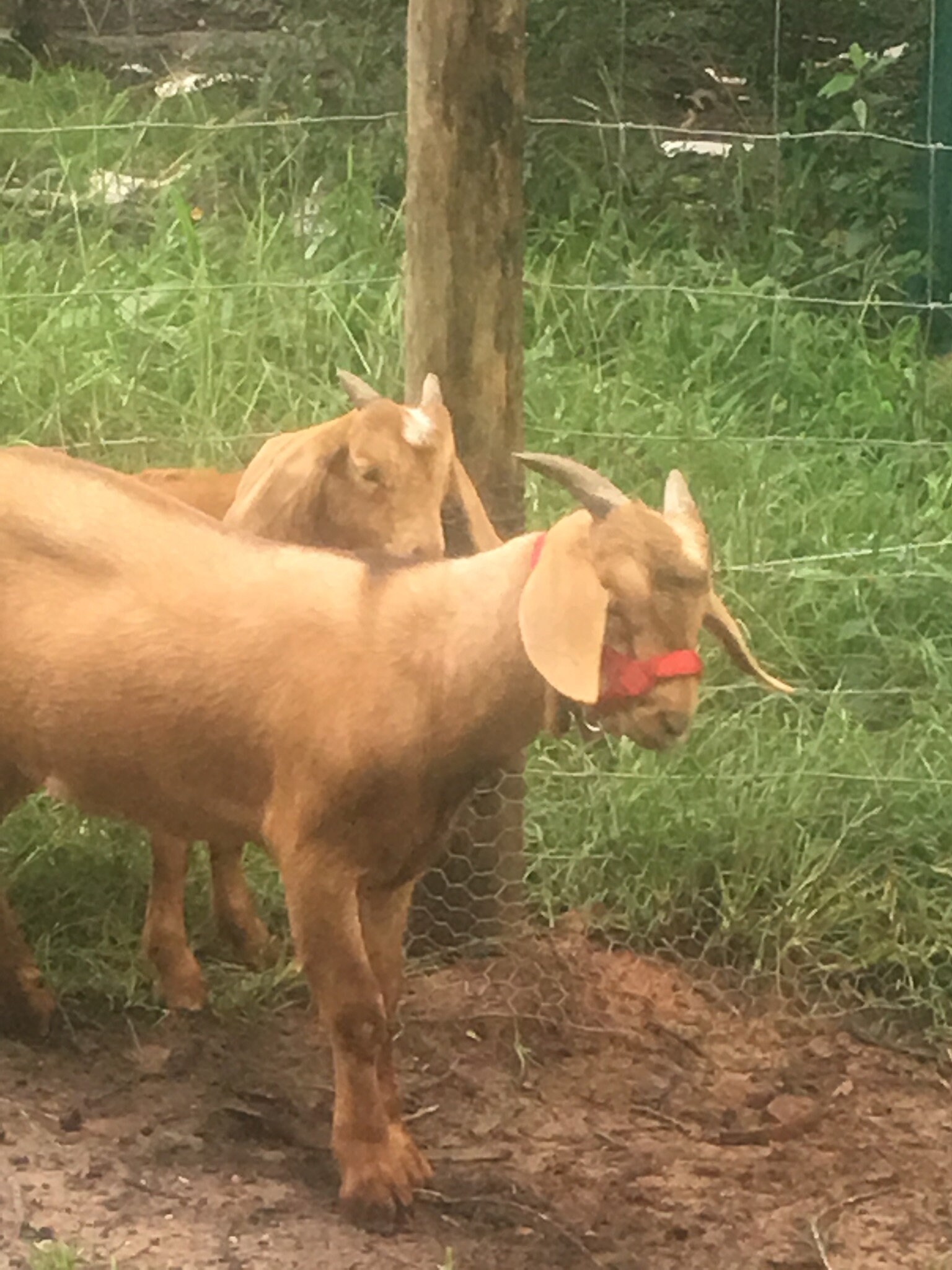 Carter Pet Supply Goat or Llama Halter Hand Made USA Tough 