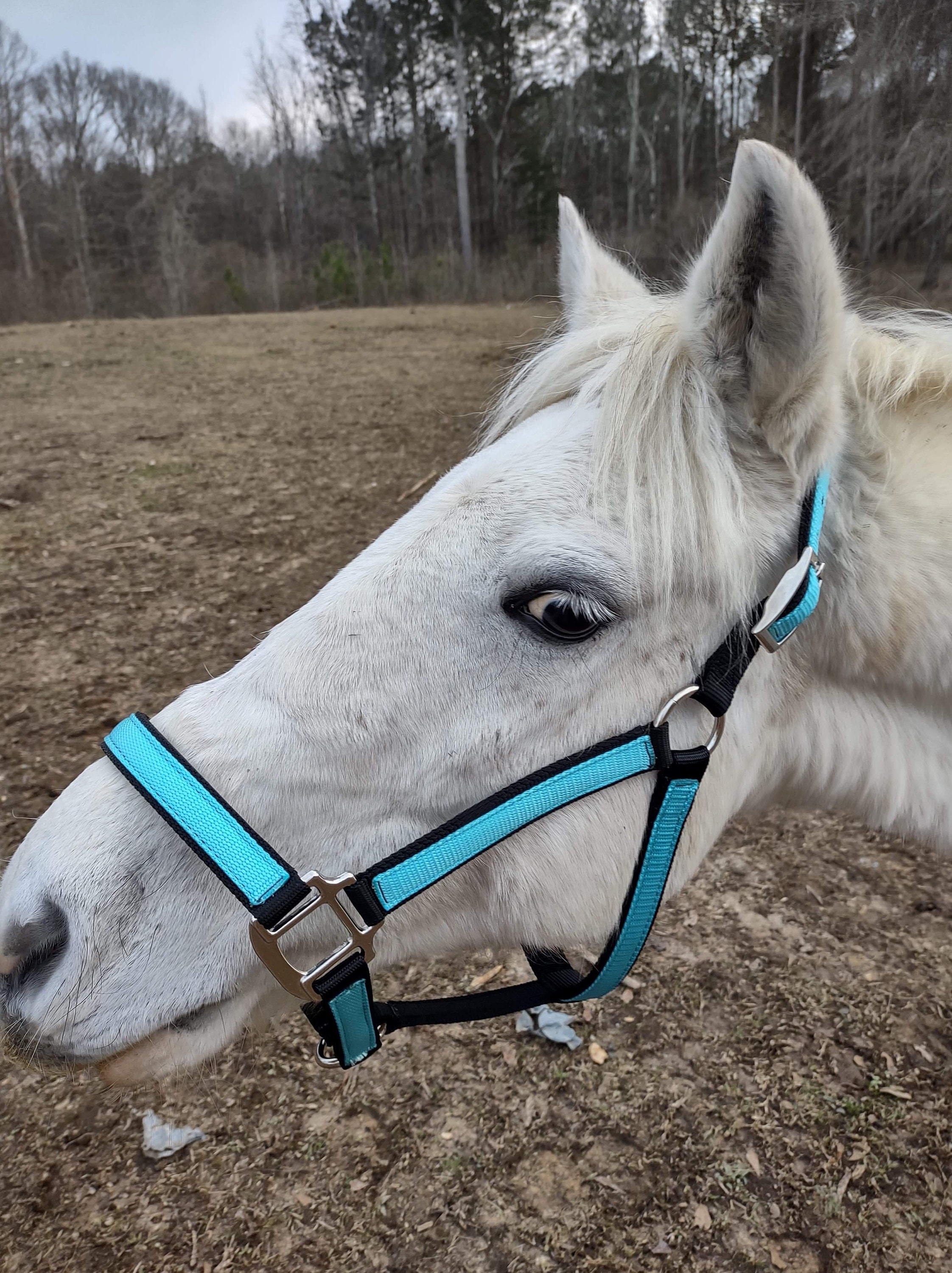 Full Size Horse Halter 3 Ply Handmade USA Etsy
