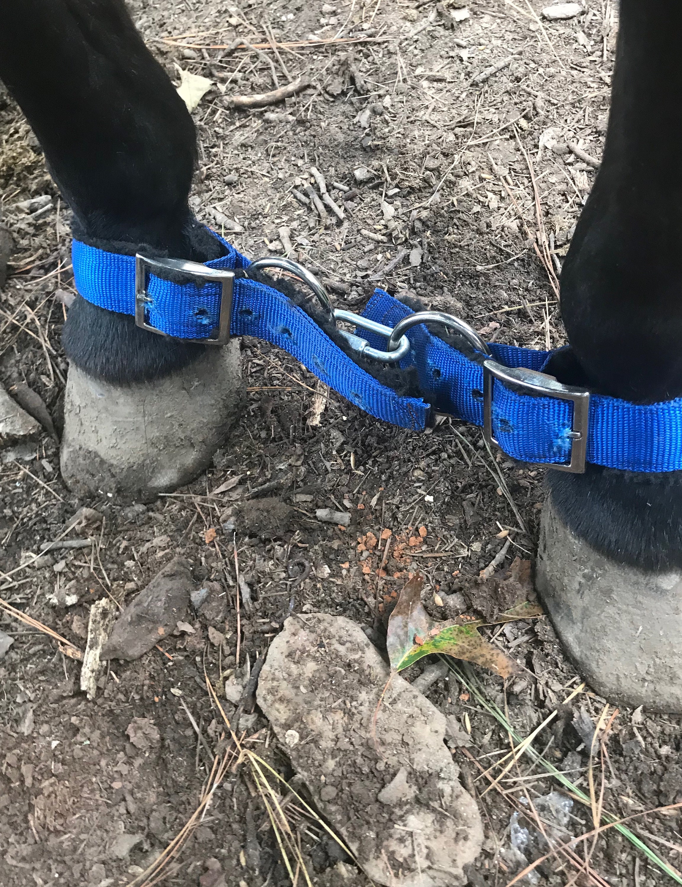 Adjustable Fleece Lined Horse Nylon Heavy Duty Hobbles Etsy Australia
