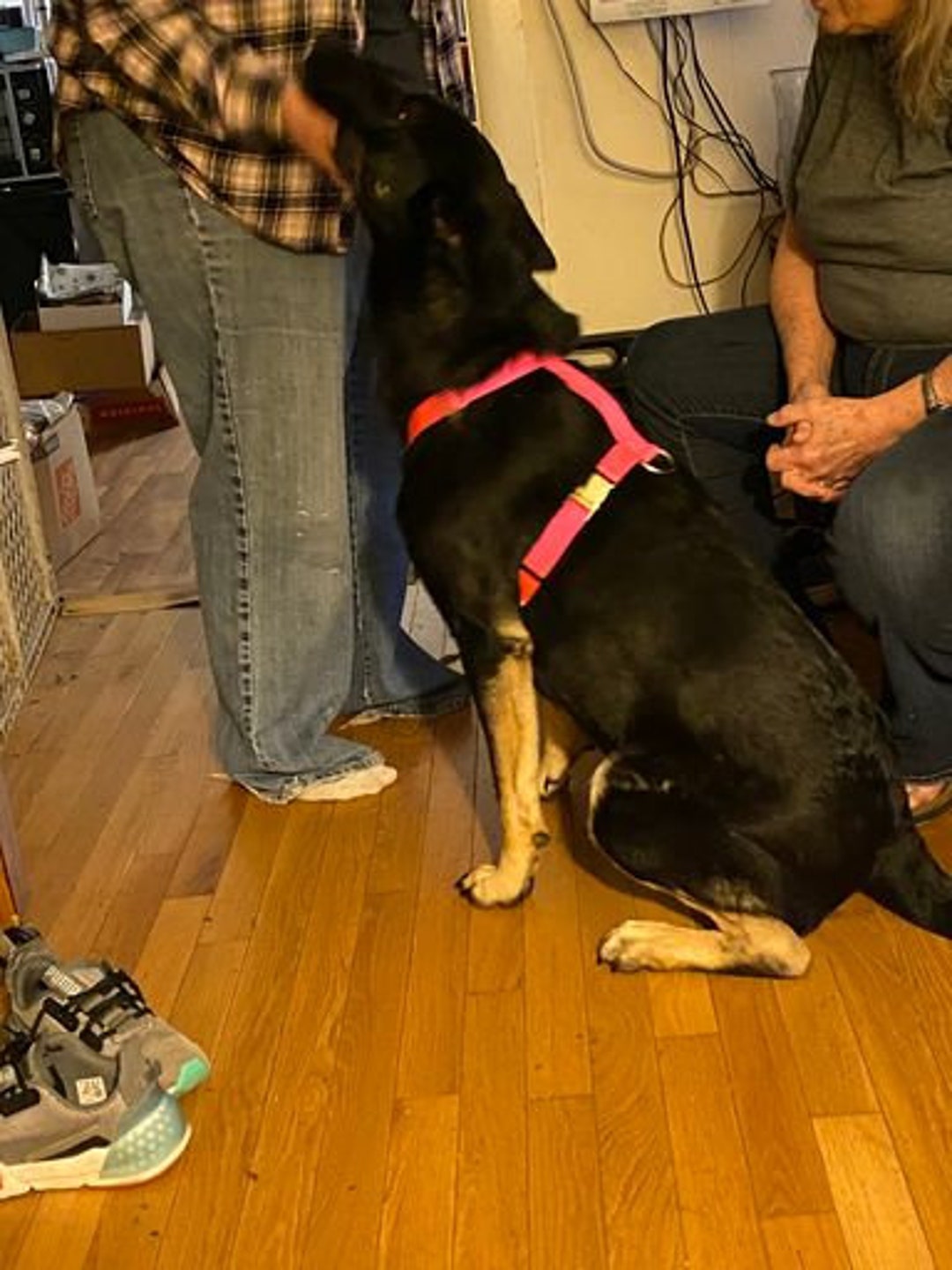 Adjustable Dog Harness Metal Buckle Strong bing USA Hand Made Etsy