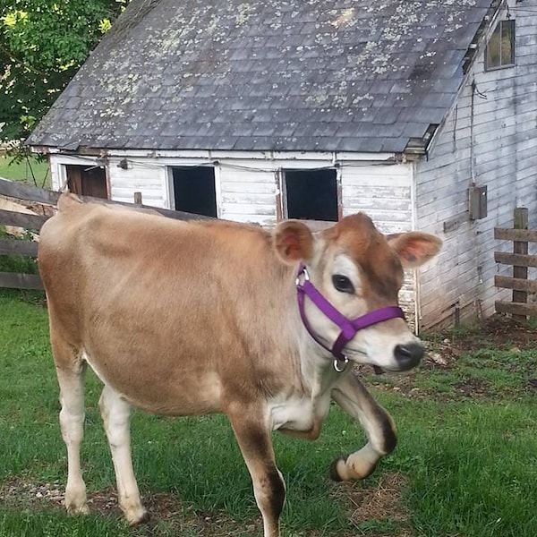 Cattle Halters Newborn Calf Yearling Cow and Bull