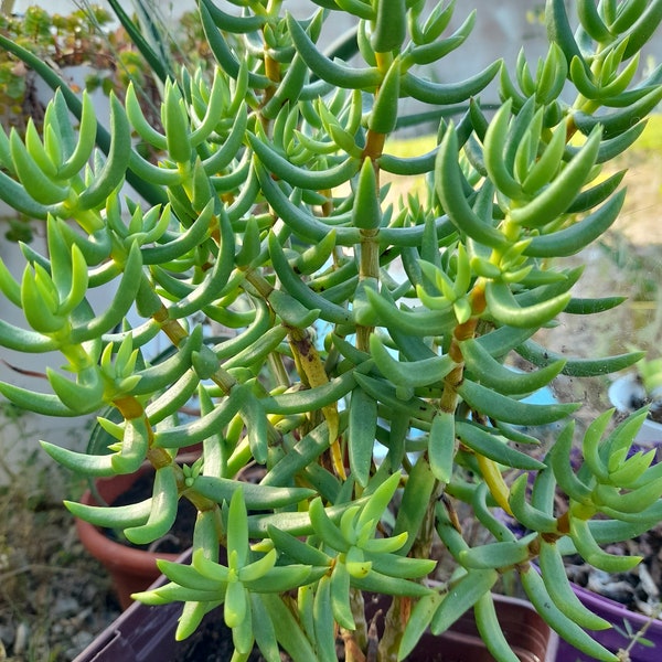 Crassula Tetragona