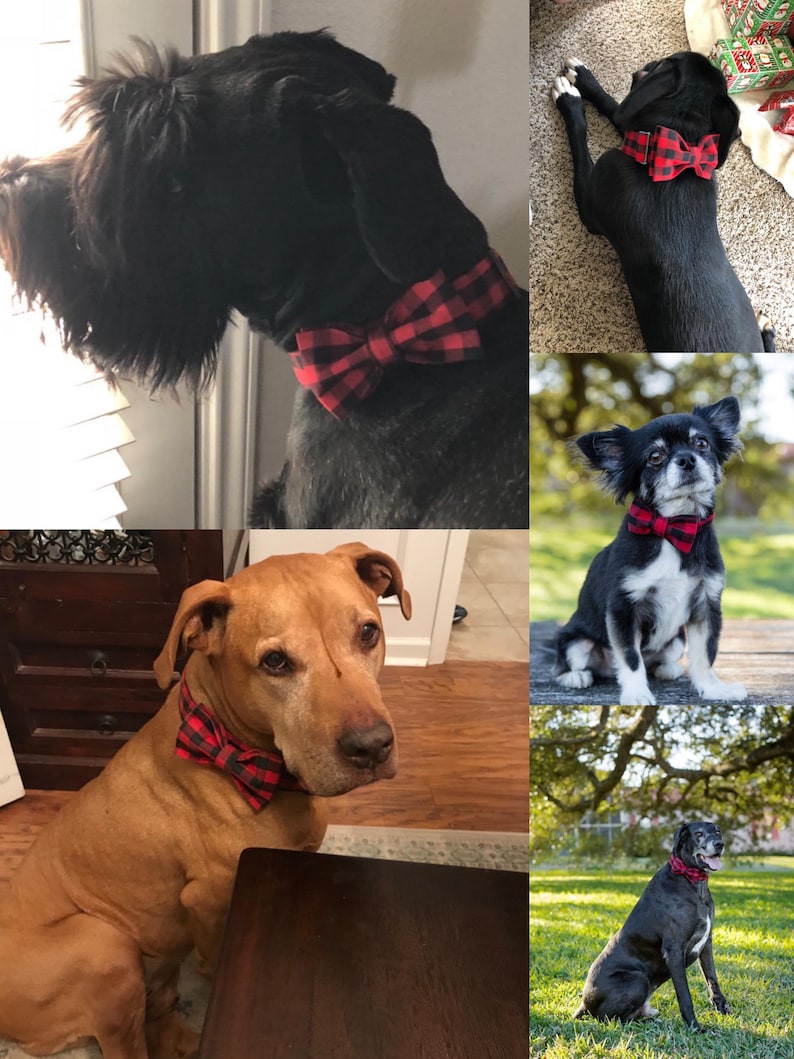 May include: Four dogs wearing red and black plaid bow ties. The dogs are different breeds and sizes. The dogs are all looking at the camera.