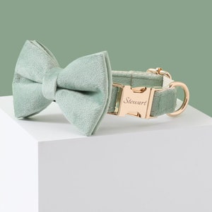 May include: A light green velvet bow tie collar with a gold buckle engraved with the name "Stewart".
