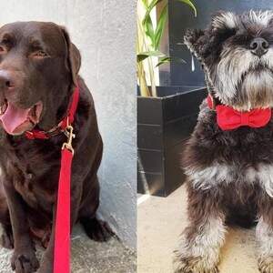 Op de afbeelding: Twee honden met rode halsbanden. De hond links is een bruine Labrador Retriever met een rode riem. De hond rechts is een kleine, grijs-zwarte Schnauzer met een rode vlinderdas.
