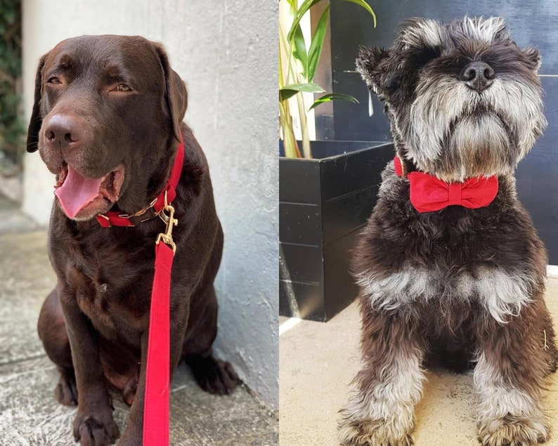 Op de afbeelding: Twee honden met rode halsbanden. De hond links is een bruine Labrador Retriever met een rode riem. De hond rechts is een kleine, grijs-zwarte Schnauzer met een rode vlinderdas.