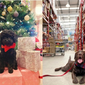 Op de afbeelding: Een zwarte poedel met een rode strik zit voor een kerstboom met ingepakte cadeaus. De boom is versierd met gouden en zilveren kerstballen.