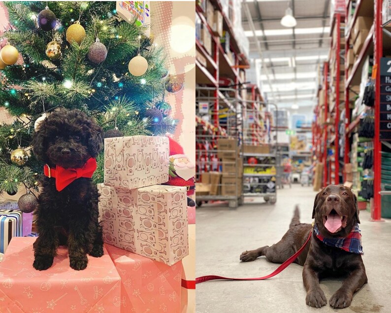 Op de afbeelding: Een zwarte poedel met een rode strik zit voor een kerstboom met ingepakte cadeaus. De boom is versierd met gouden en zilveren kerstballen.