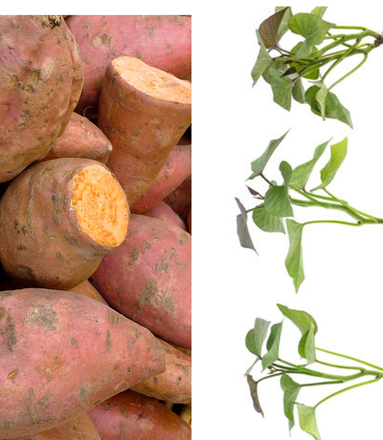 Bouture De Patate Douce Maison Bouturage Patate Douce Dans L’Eau FYNSR — free download