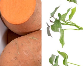 VORBESTELLUNG Mai Virusfreie Bio-Süßkartoffel 'Bellevue' Stecklinge Pflanzenstecklinge