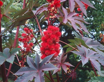 VORBESTELLUNG Große Ricinus Castor Oil Junger Plug Pflanzen Impala