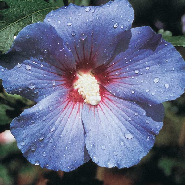 Blue Rose of Sharon Seeds (30 per package)