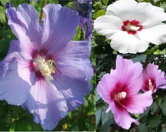 Rose of Sharon mixed colors (30 seeds)