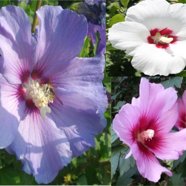 Rose of Sharon mixed colors (30 seeds)