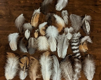 25 Cruelty-Free Small Chicken Feathers