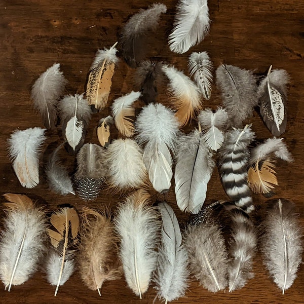 25 Cruelty-Free Small Chicken Feathers