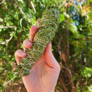 Arborvitae vlek | White Cedar Smudge Stick | Levensboom | Grootmoeder Ceder | Thuja vlek | Duidelijkheid, Compassie & Vernieuwing