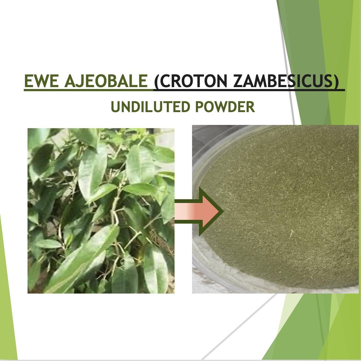 EWE AJEOBALE  (Croton Zambesicus)- Undiluted Powder