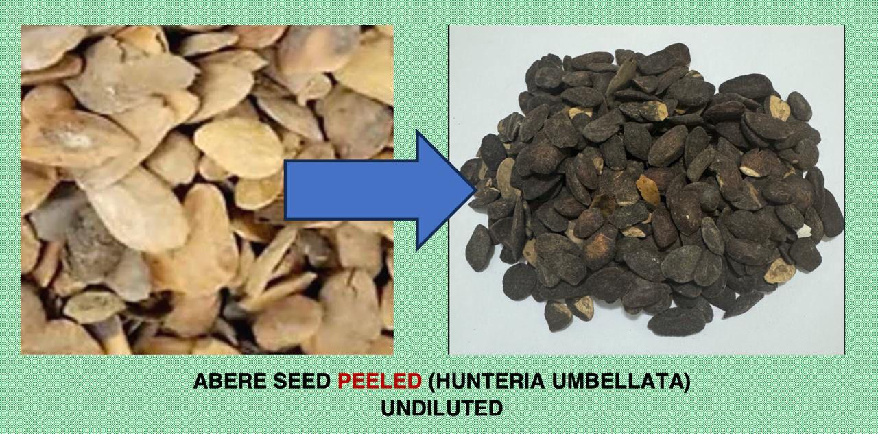 SEMI DI ABERE SCOLATI (Miracle Seeds) Hunteria Umbellata