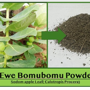 Ewe Bomubomu Powder Sodom apple Leaf( Calotropis Procera)